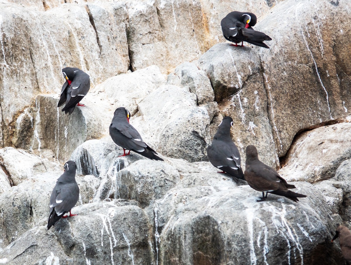 Inca Tern - ML617196968