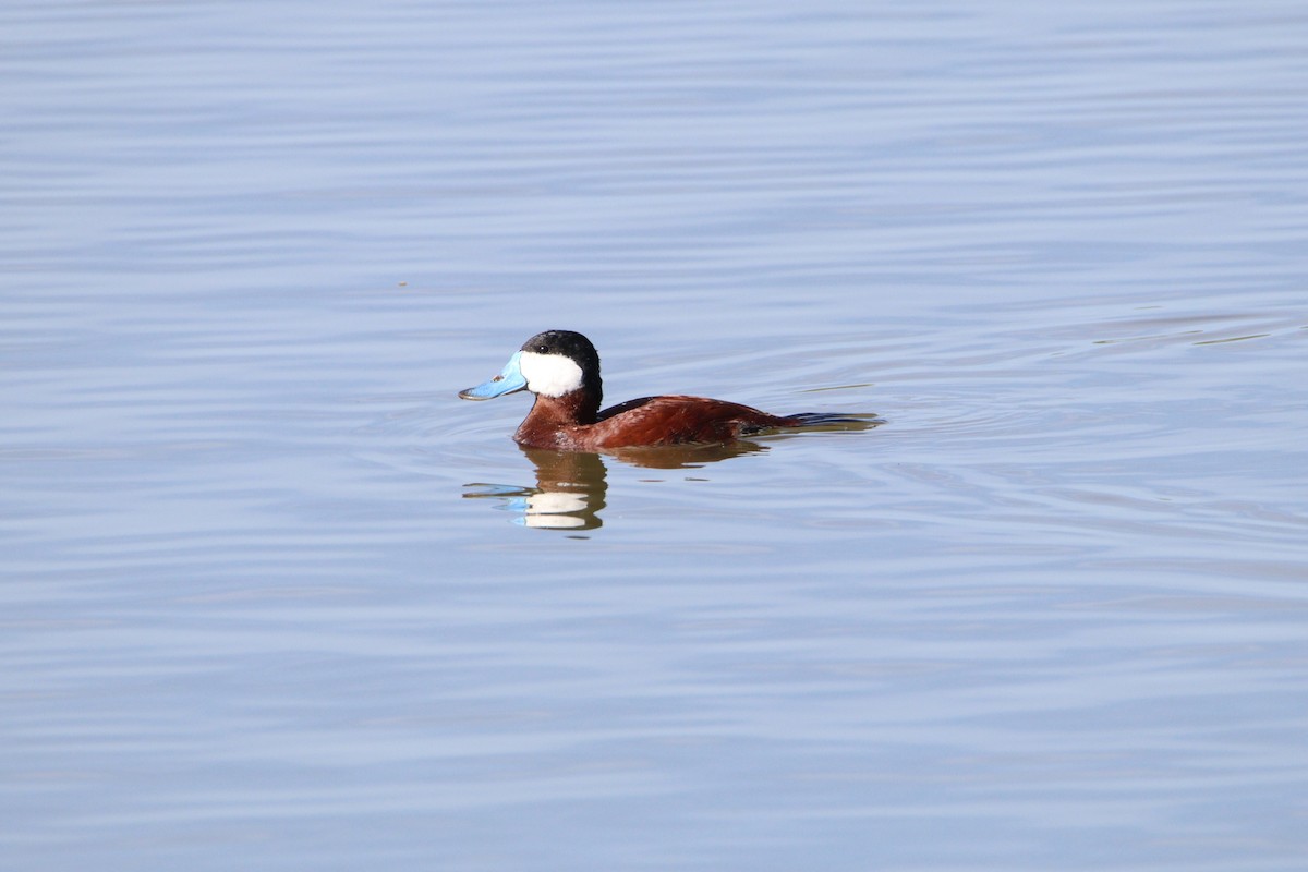 Ruddy Duck - ML617196989