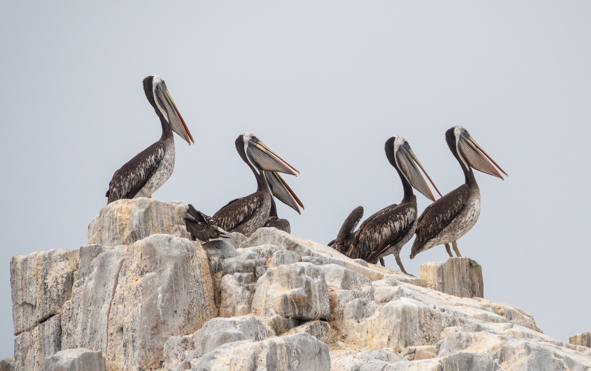 Peruvian Pelican - ML617196991