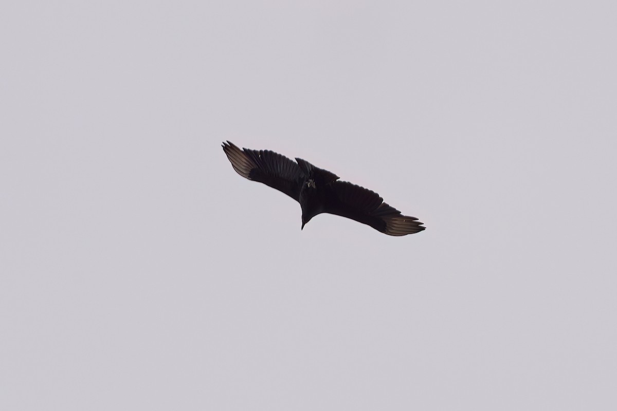 Black Vulture - ML617197026