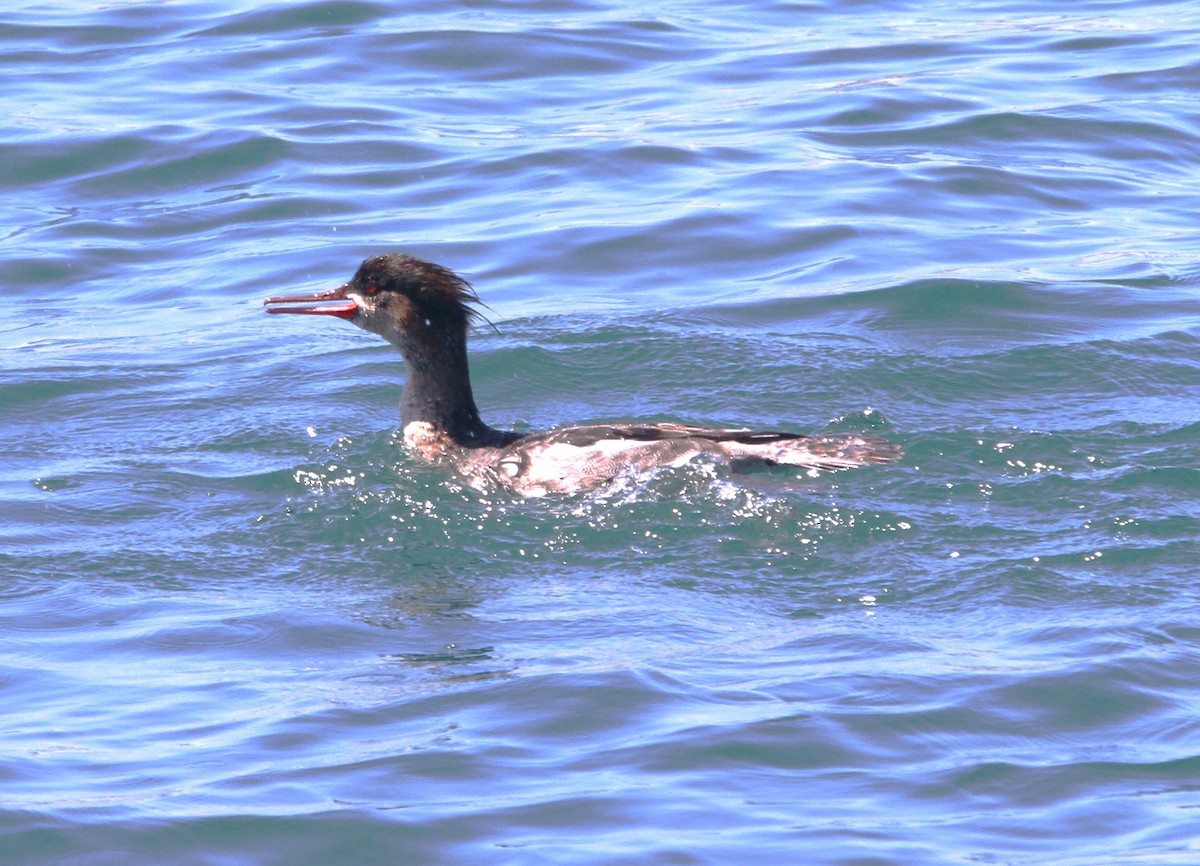 Red-breasted Merganser - ML617197048