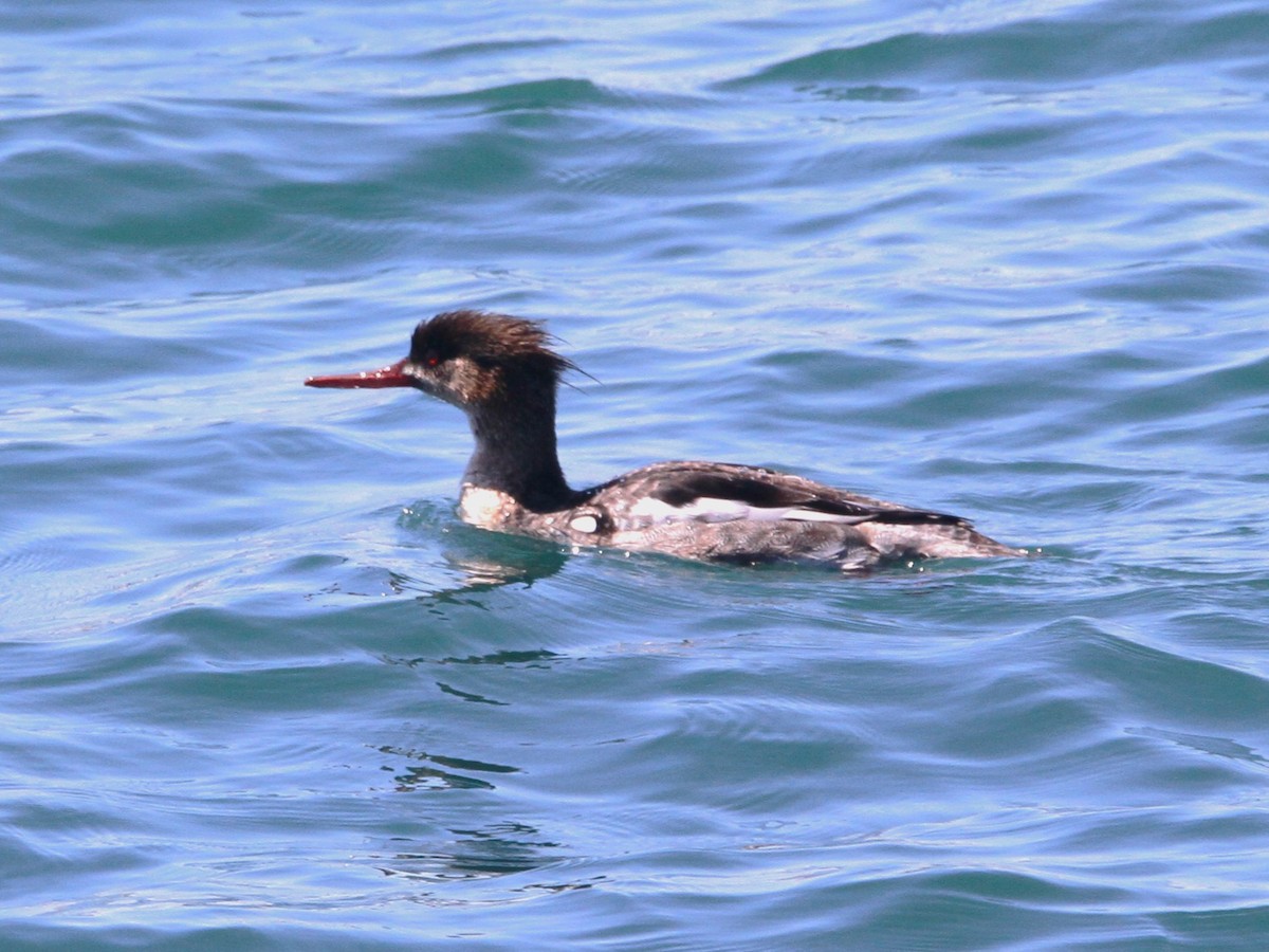 Red-breasted Merganser - ML617197054