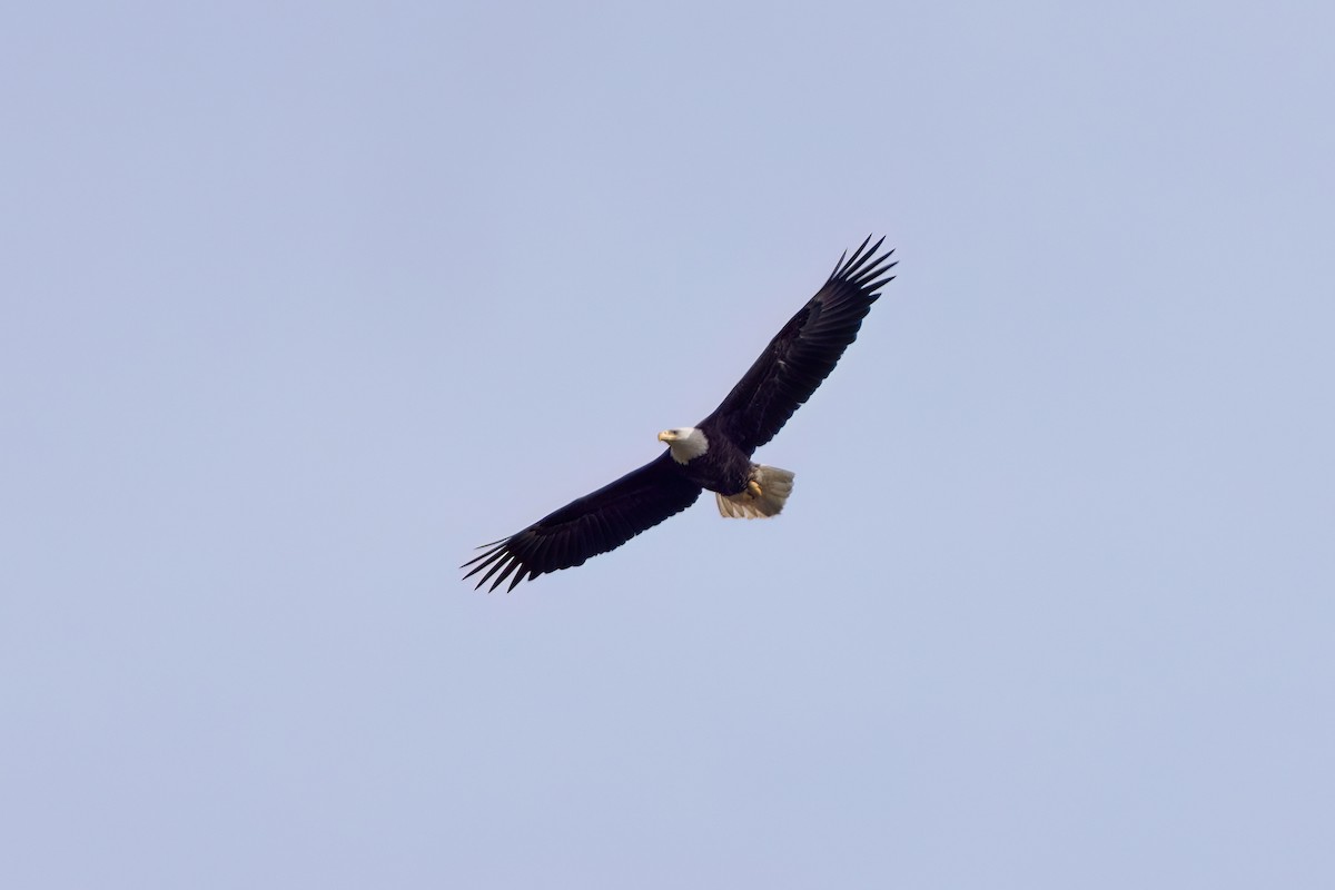 Bald Eagle - ML617197064