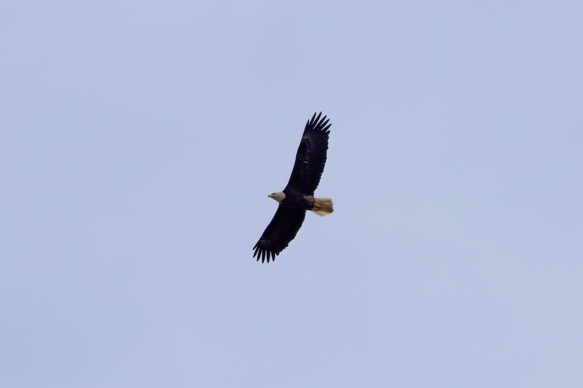 Bald Eagle - ML617197065