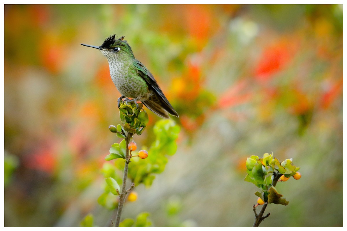 Green-backed Firecrown - Raúl Irarrazabal Rojas