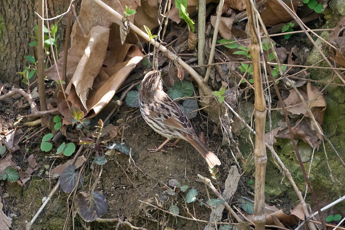 Song Sparrow - ML617197071