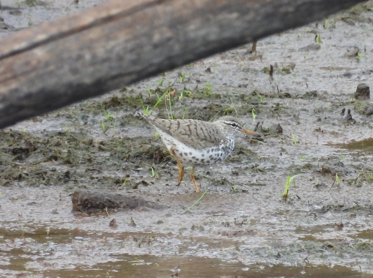 Spotted Sandpiper - ML617197132