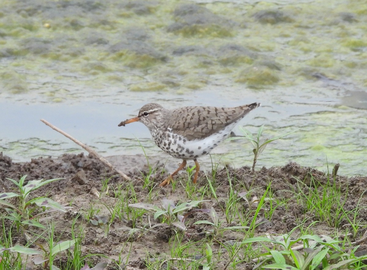 Spotted Sandpiper - ML617197133