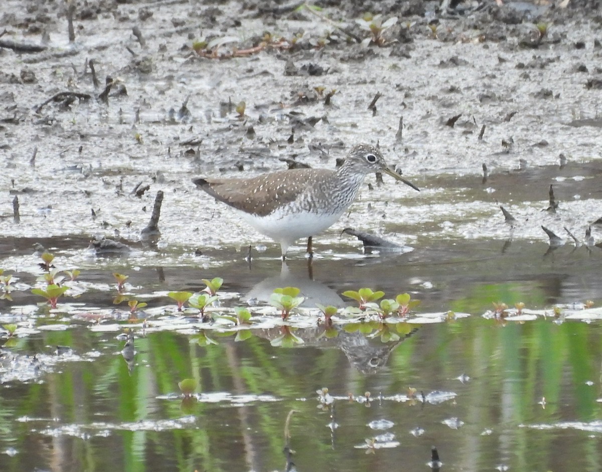 Solitary Sandpiper - ML617197138