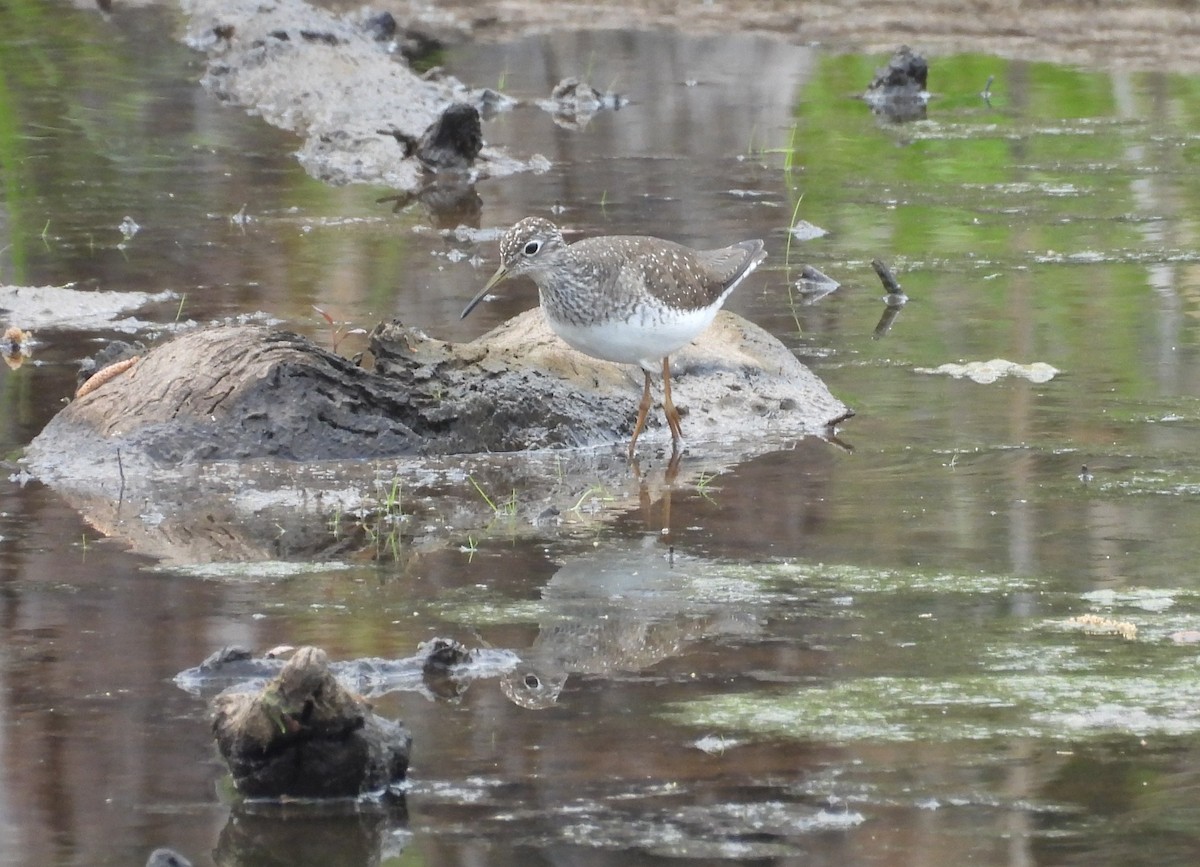 Solitary Sandpiper - ML617197139