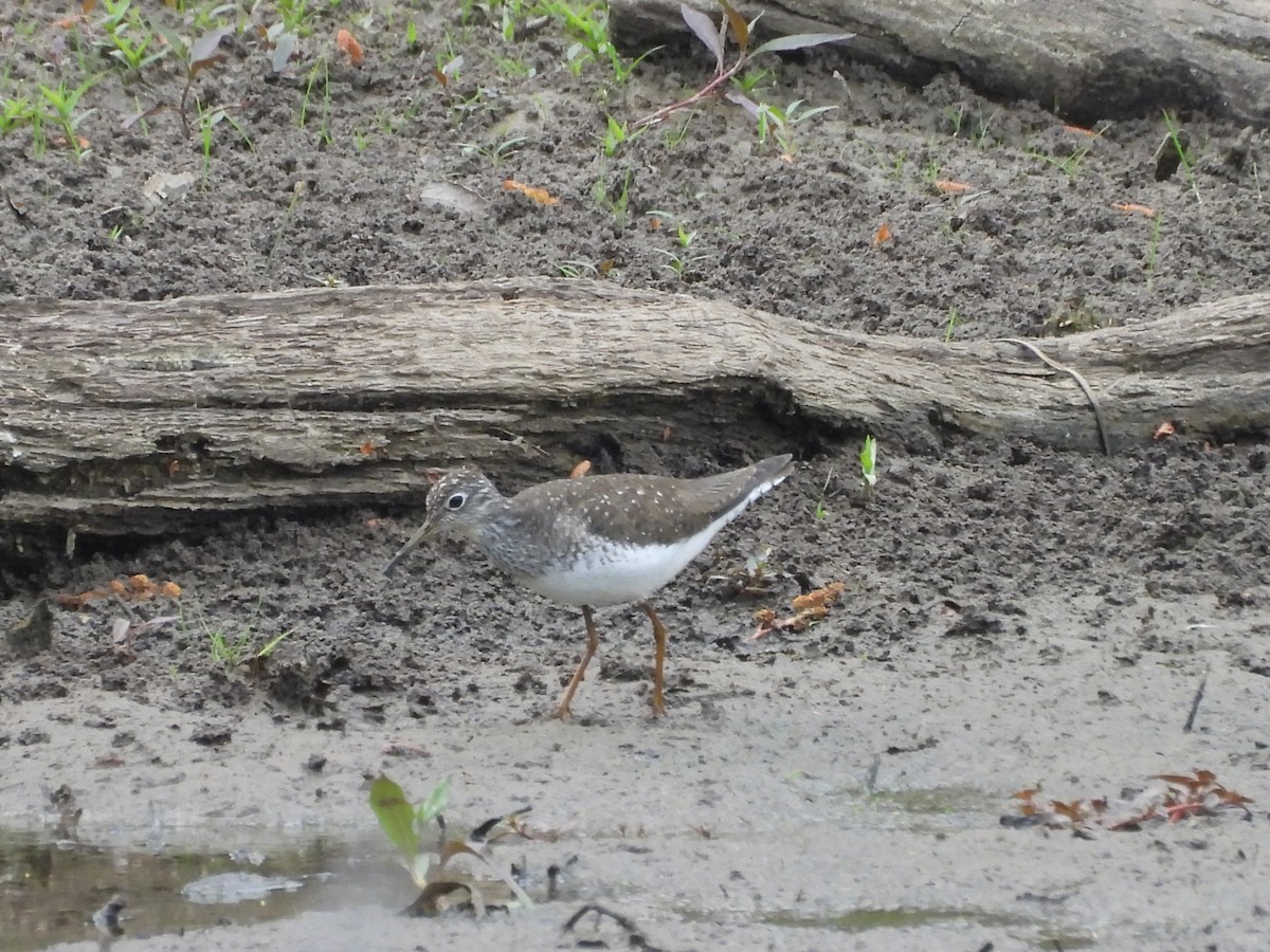 Solitary Sandpiper - ML617197140