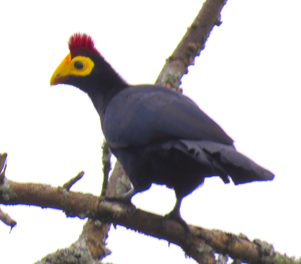 Ross's Turaco - ML617197141