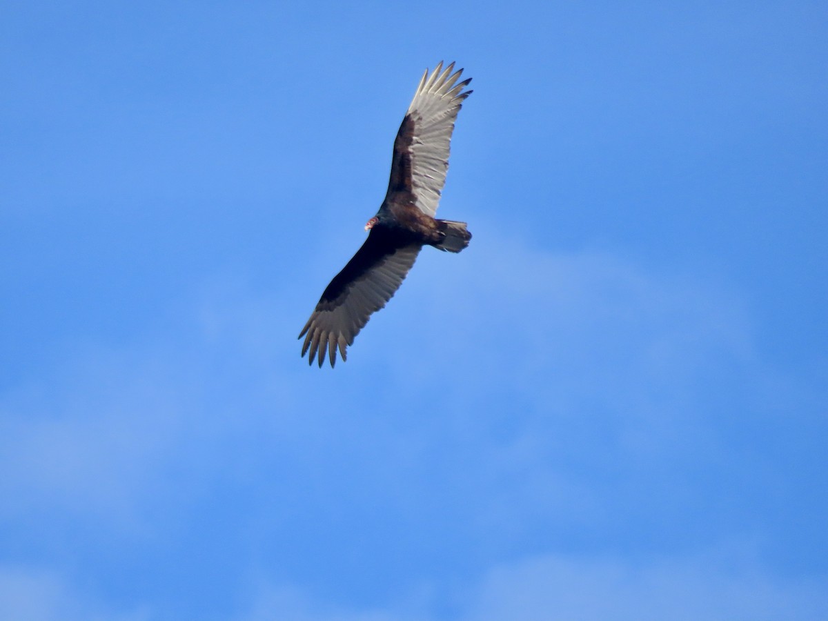 Turkey Vulture - ML617197212