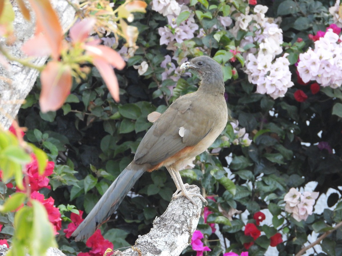 Rufous-vented Chachalaca - Manuel Pérez R.