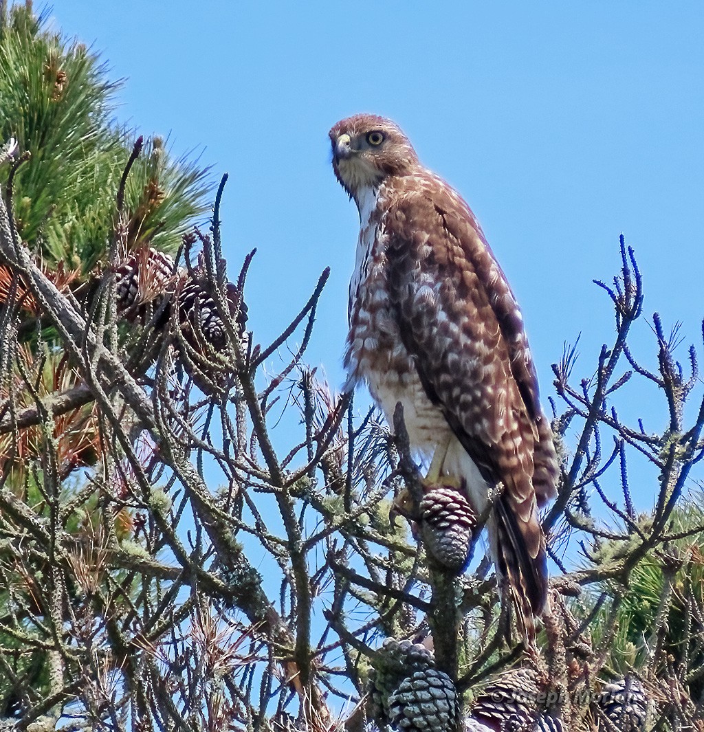 Red-tailed Hawk - Joseph Morlan