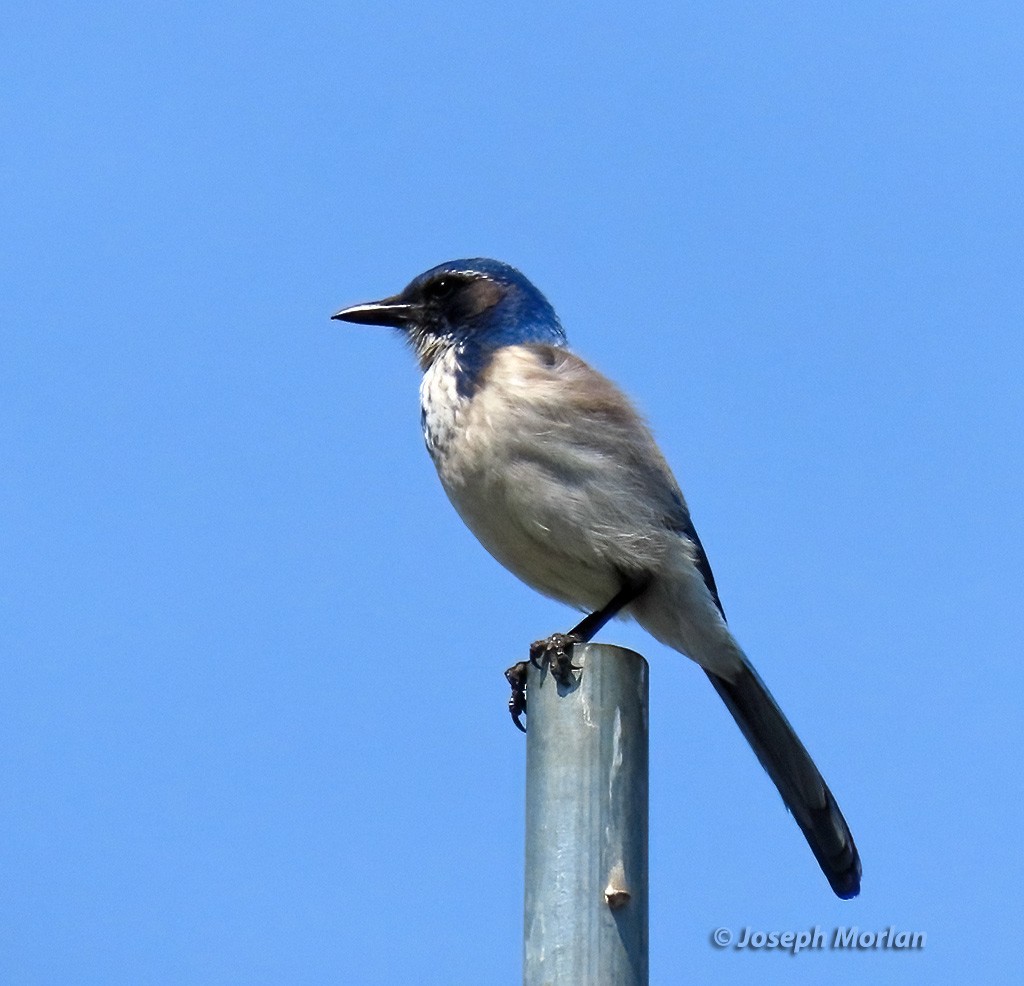 California Scrub-Jay - Joseph Morlan