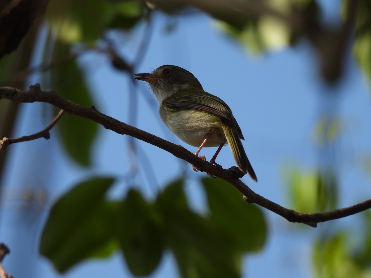 Pale-eyed Pygmy-Tyrant - ML617197315