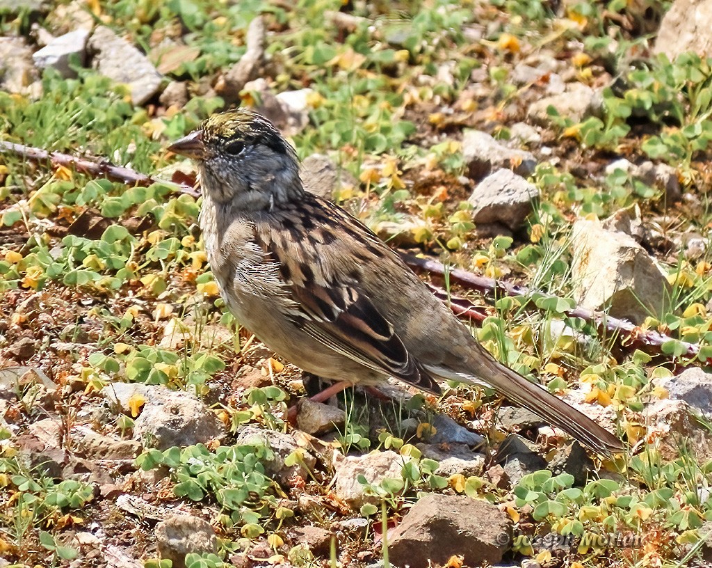 Golden-crowned Sparrow - Joseph Morlan