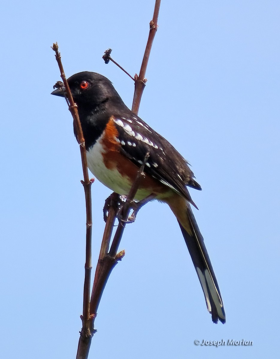 Spotted Towhee - Joseph Morlan