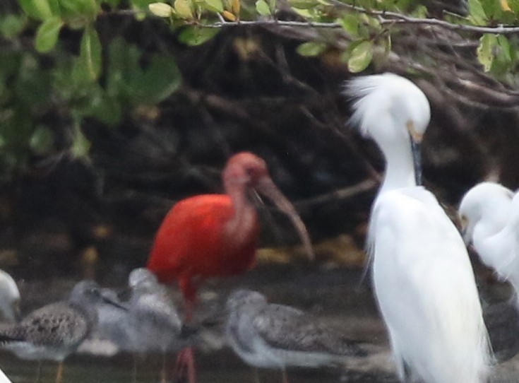 ibis rudý - ML617197358