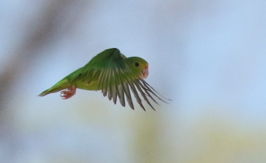 Зелёный воробьиный попугайчик - ML617197370