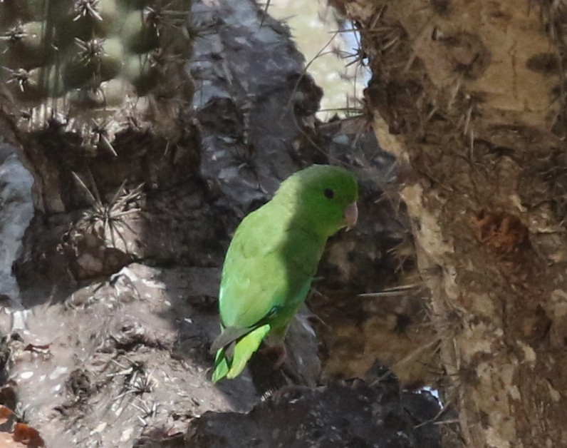 Зелёный воробьиный попугайчик - ML617197371