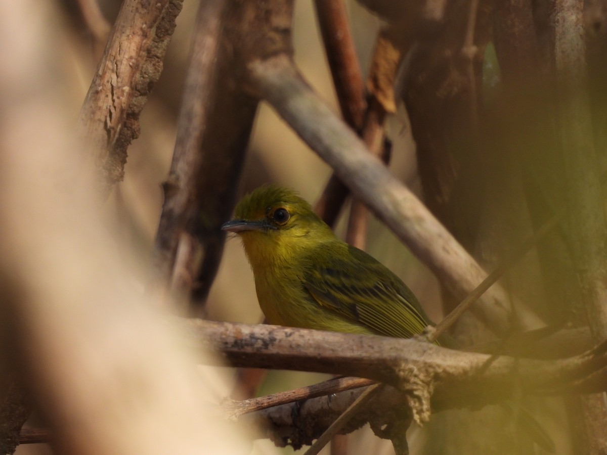 Ochre-lored Flatbill - Leandro Niebles Puello