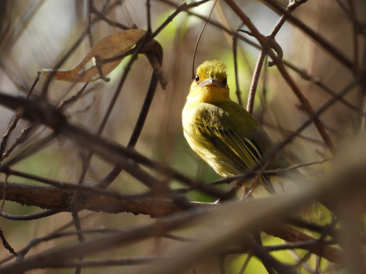 Ochre-lored Flatbill - Leandro Niebles Puello