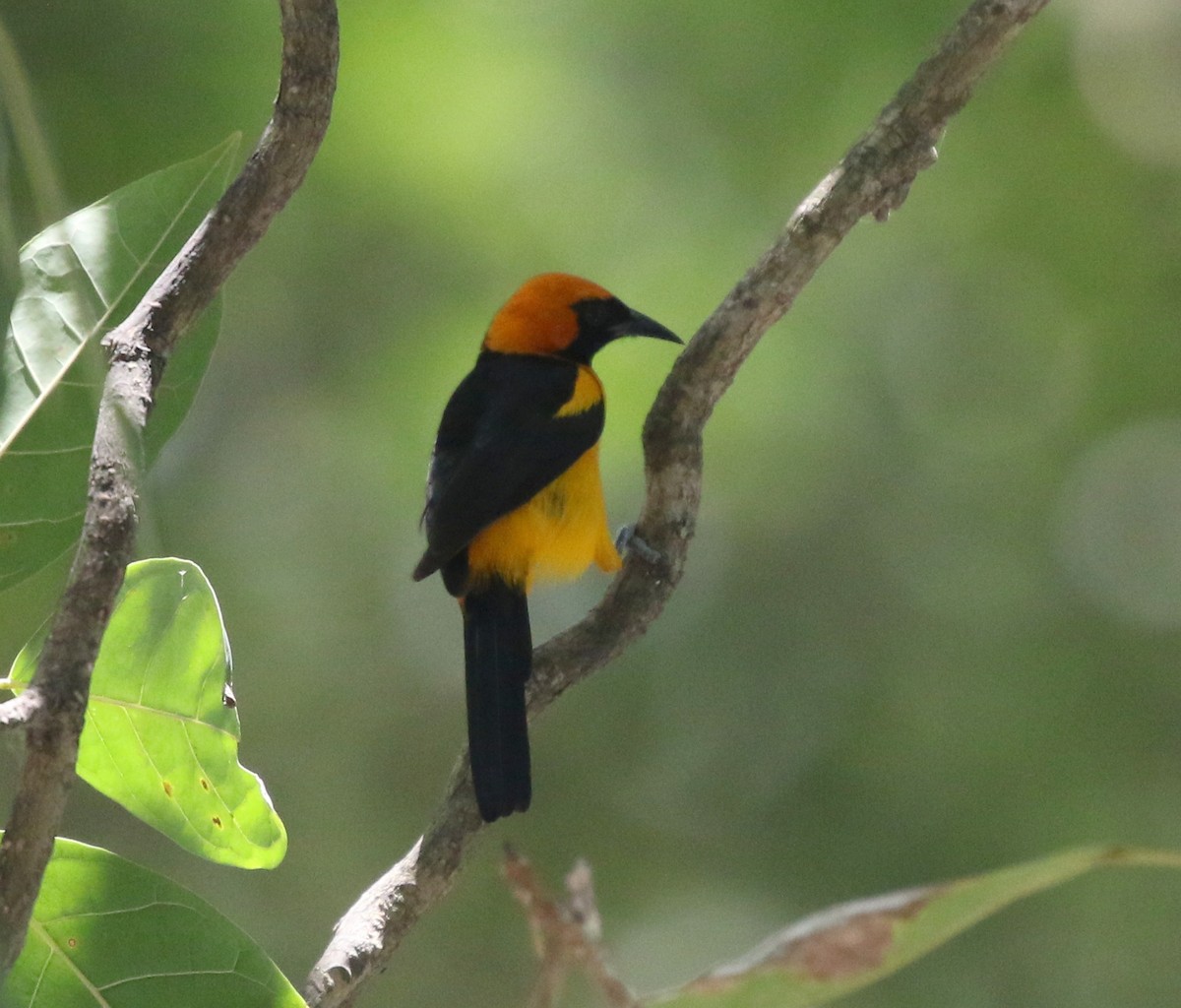 Orange-crowned Oriole - Corey Callaghan