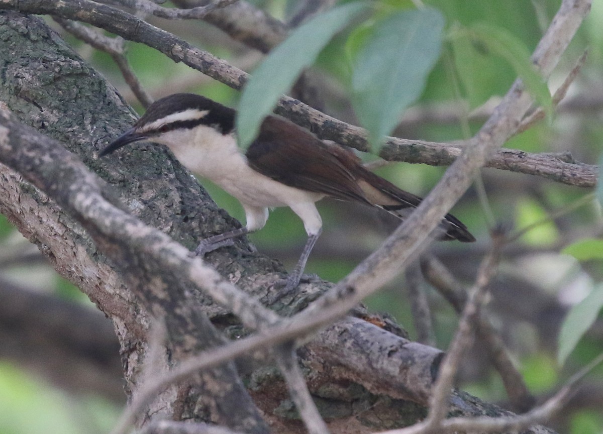 Bicolored Wren - Corey Callaghan