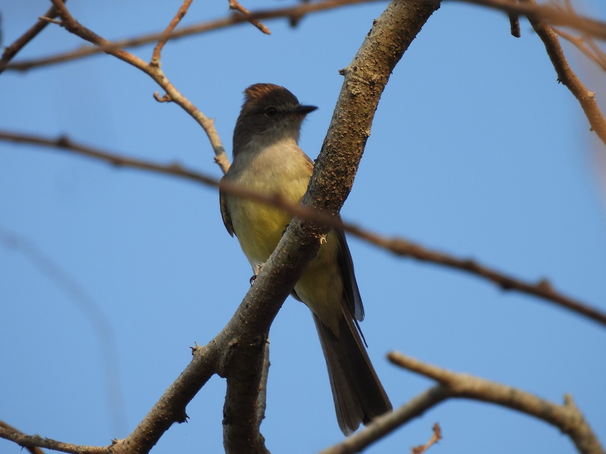 Northern Scrub-Flycatcher - ML617197410