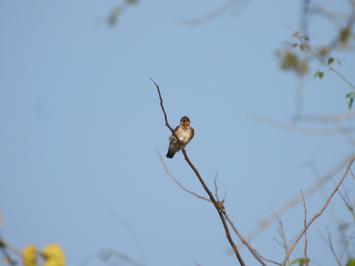 Southern Rough-winged Swallow - Leandro Niebles Puello