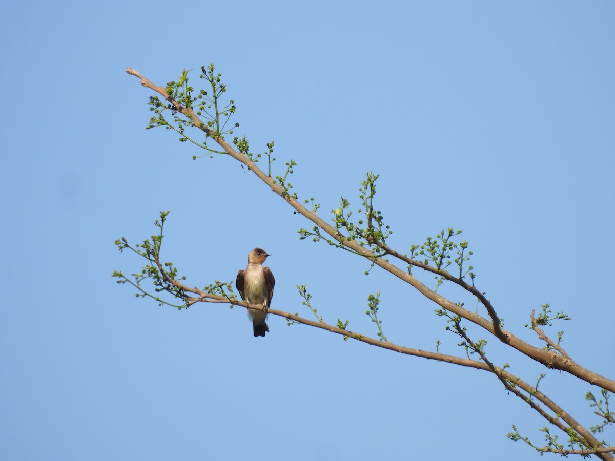 Southern Rough-winged Swallow - Leandro Niebles Puello