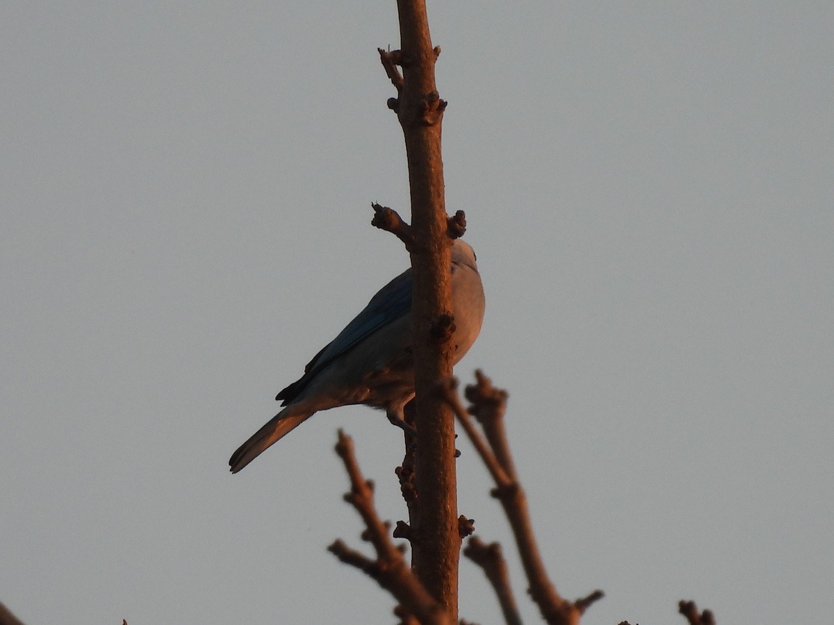 Blue-gray Tanager - Leandro Niebles Puello