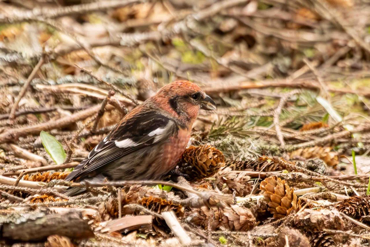 White-winged Crossbill - ML617197471