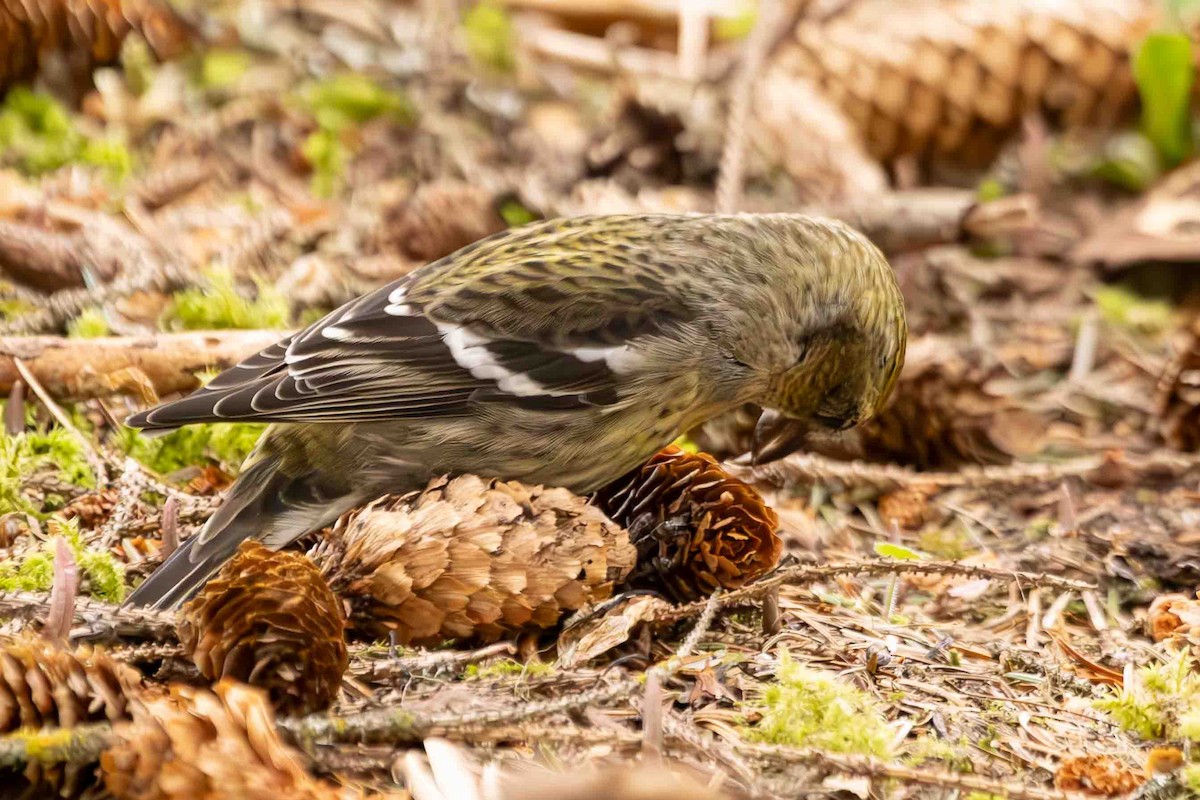 White-winged Crossbill - ML617197487