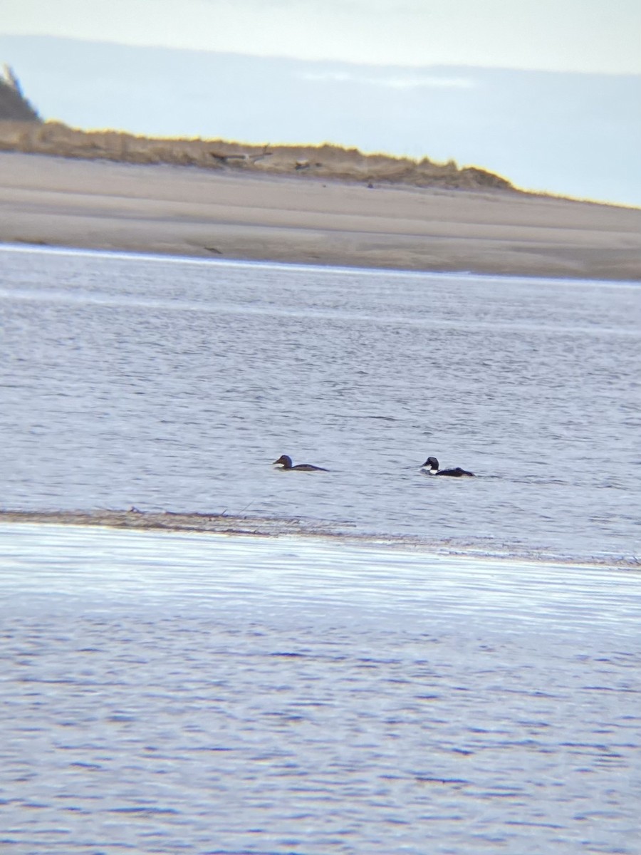 Common Eider - ML617197570