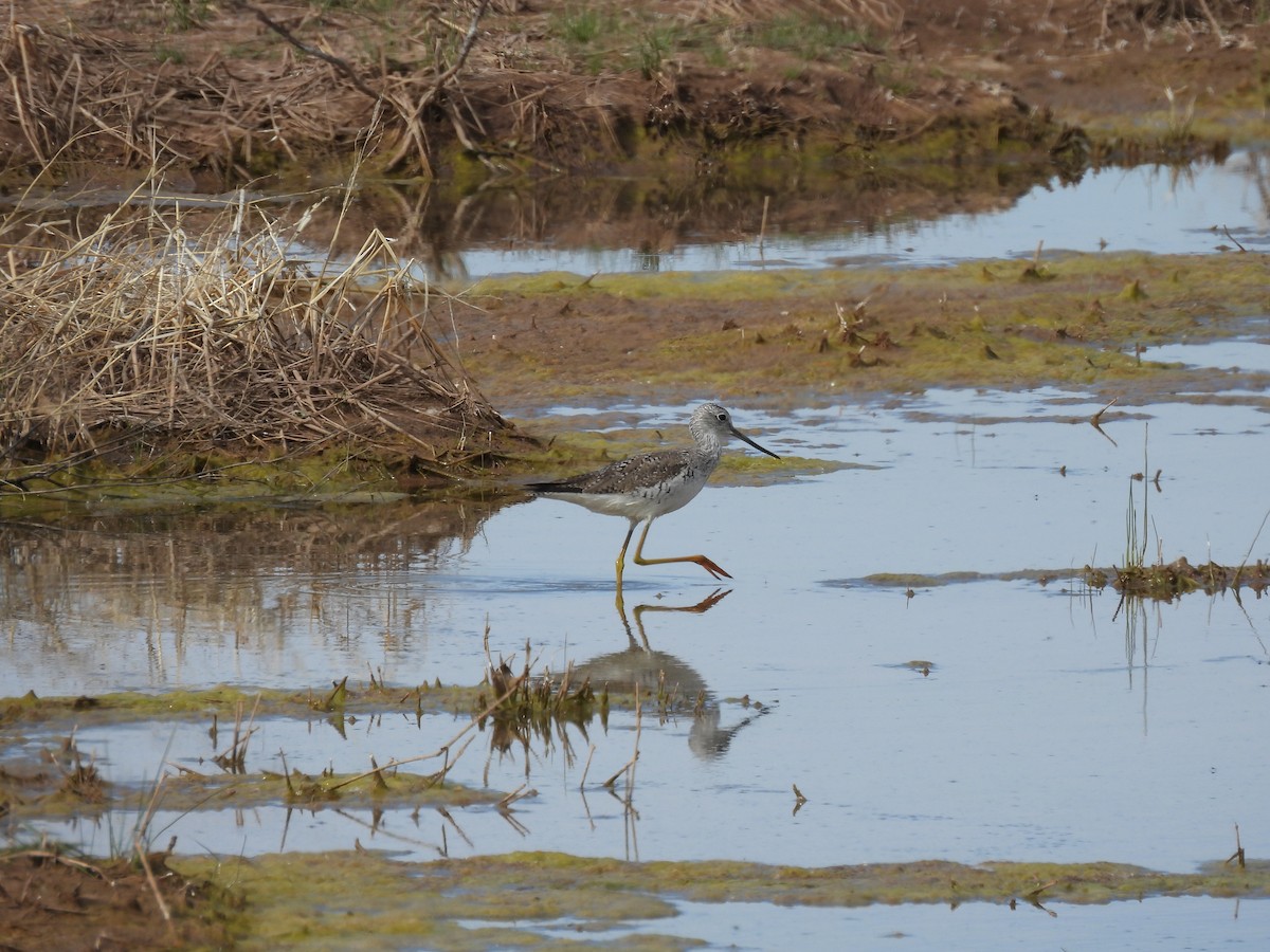 Greater Yellowlegs - ML617197629