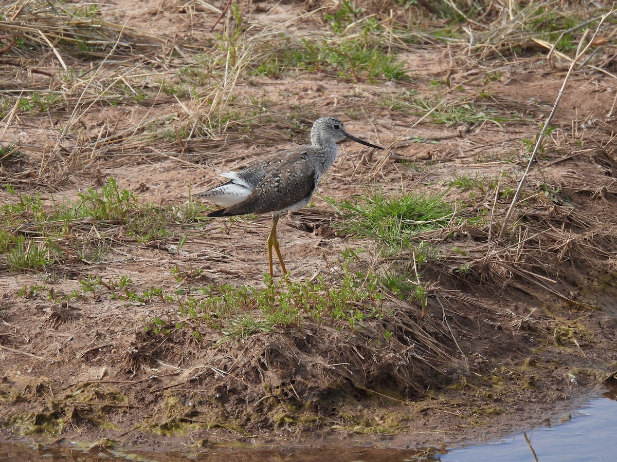 Greater Yellowlegs - ML617197630