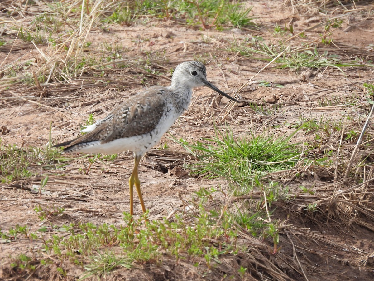 Greater Yellowlegs - ML617197631