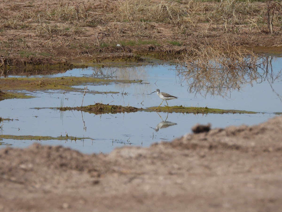 Greater Yellowlegs - ML617197632