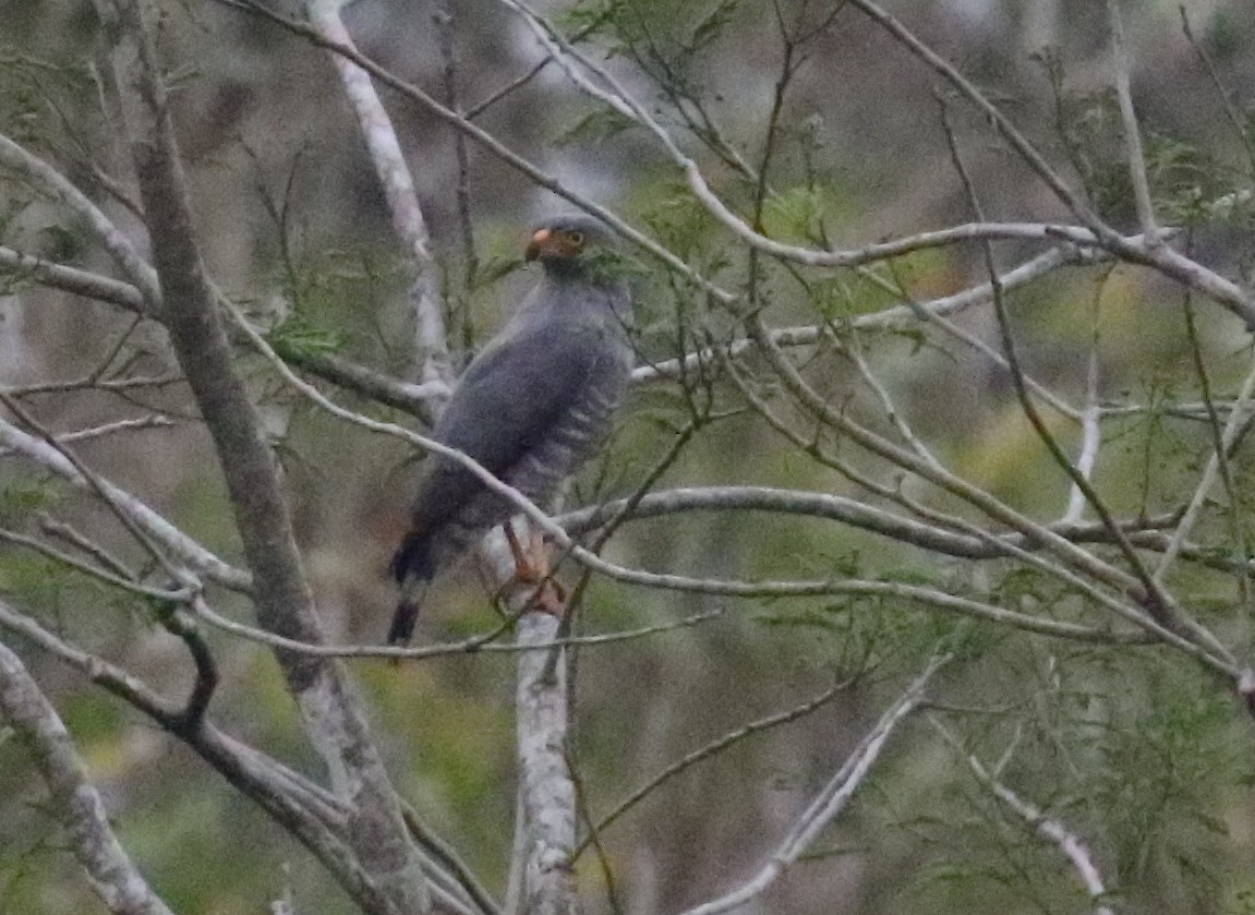 Roadside Hawk - ML617197633