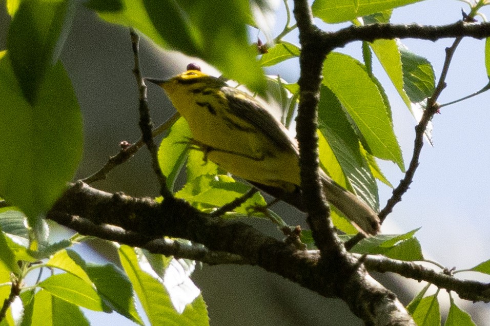 Prairie Warbler - ML617197641