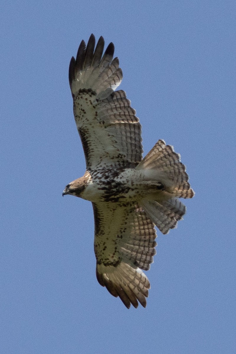 Red-tailed Hawk - ML617197650