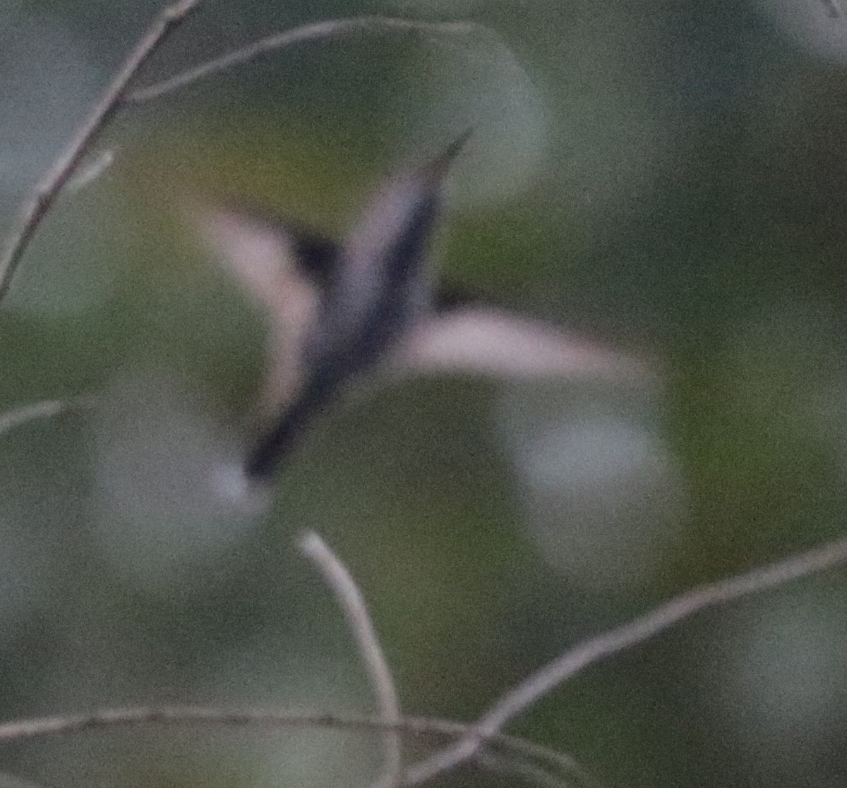 kolibřík tropický - ML617197652