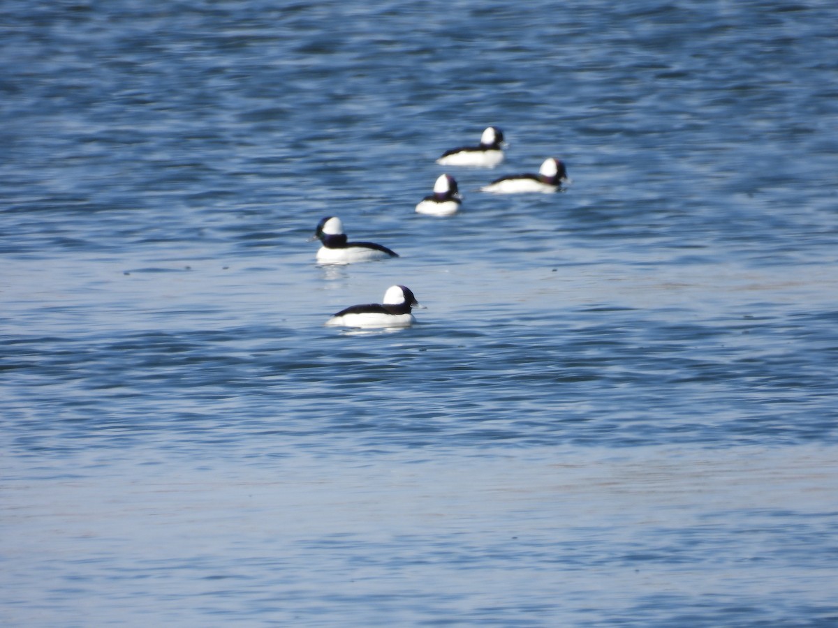 Bufflehead - C Douglas