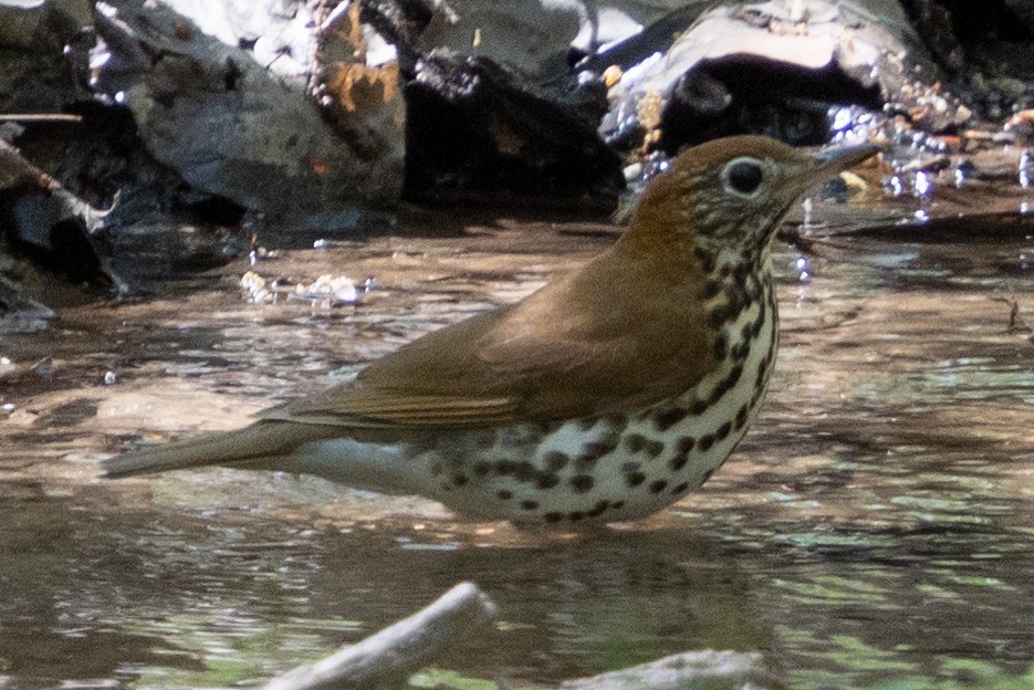 Wood Thrush - ML617197661