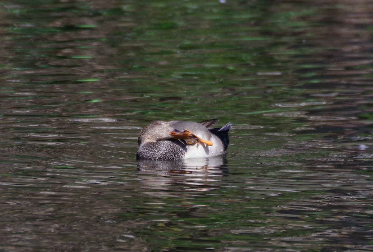 Gadwall - Veronica Goidanich