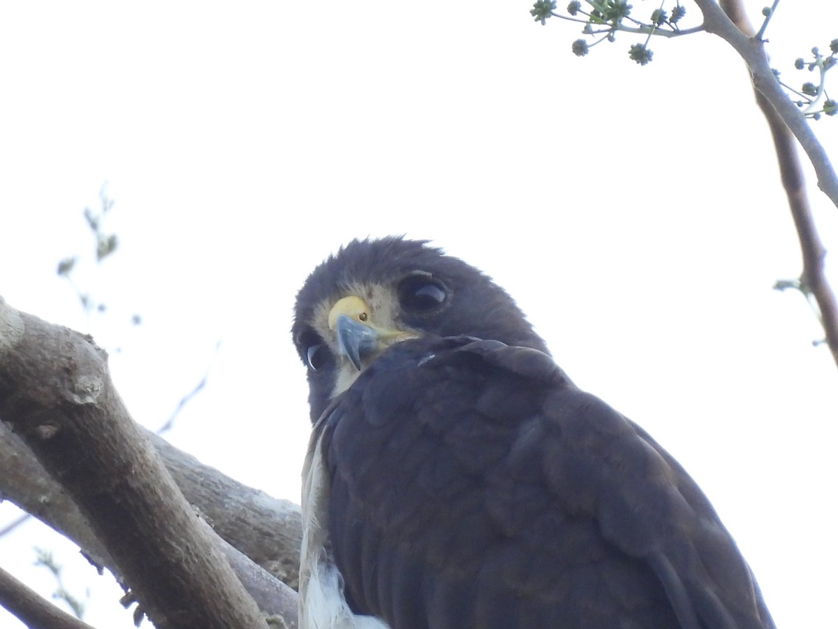 Short-tailed Hawk - Leandro Niebles Puello