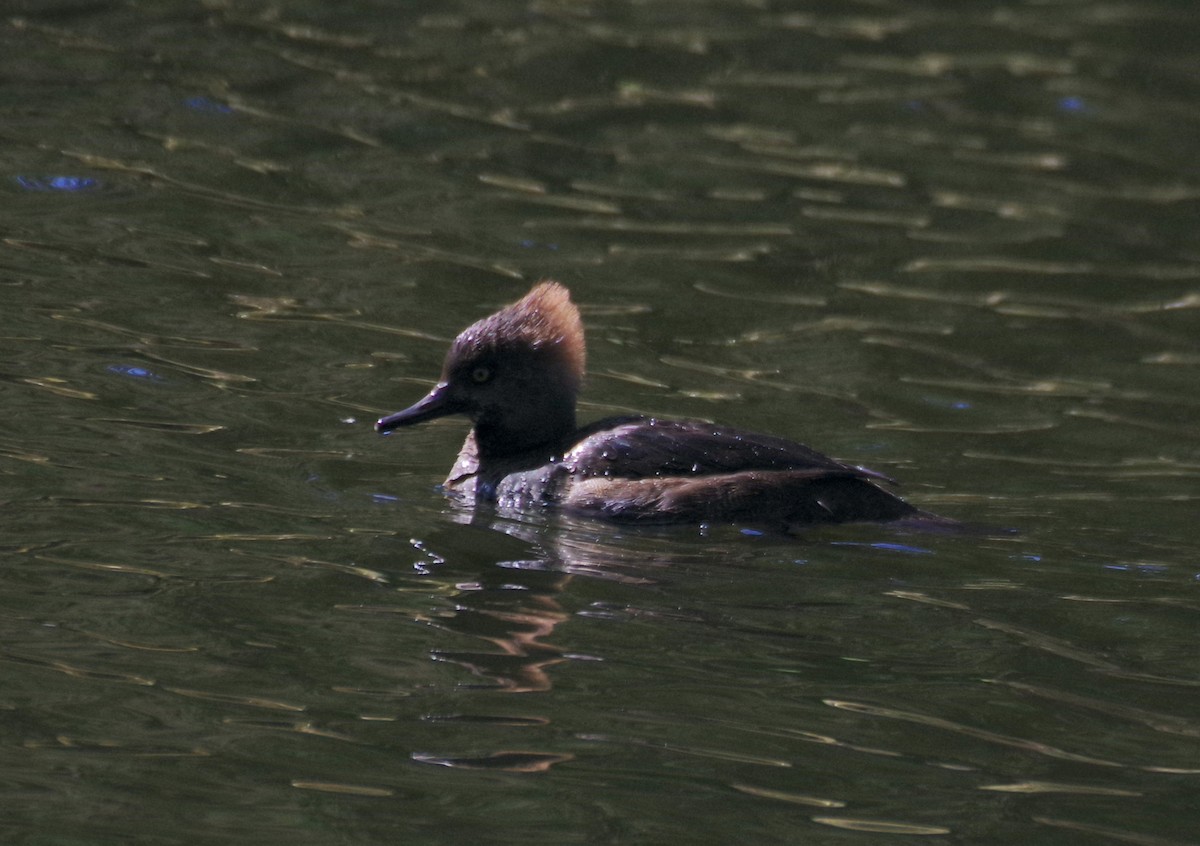 Hooded Merganser - ML617197690